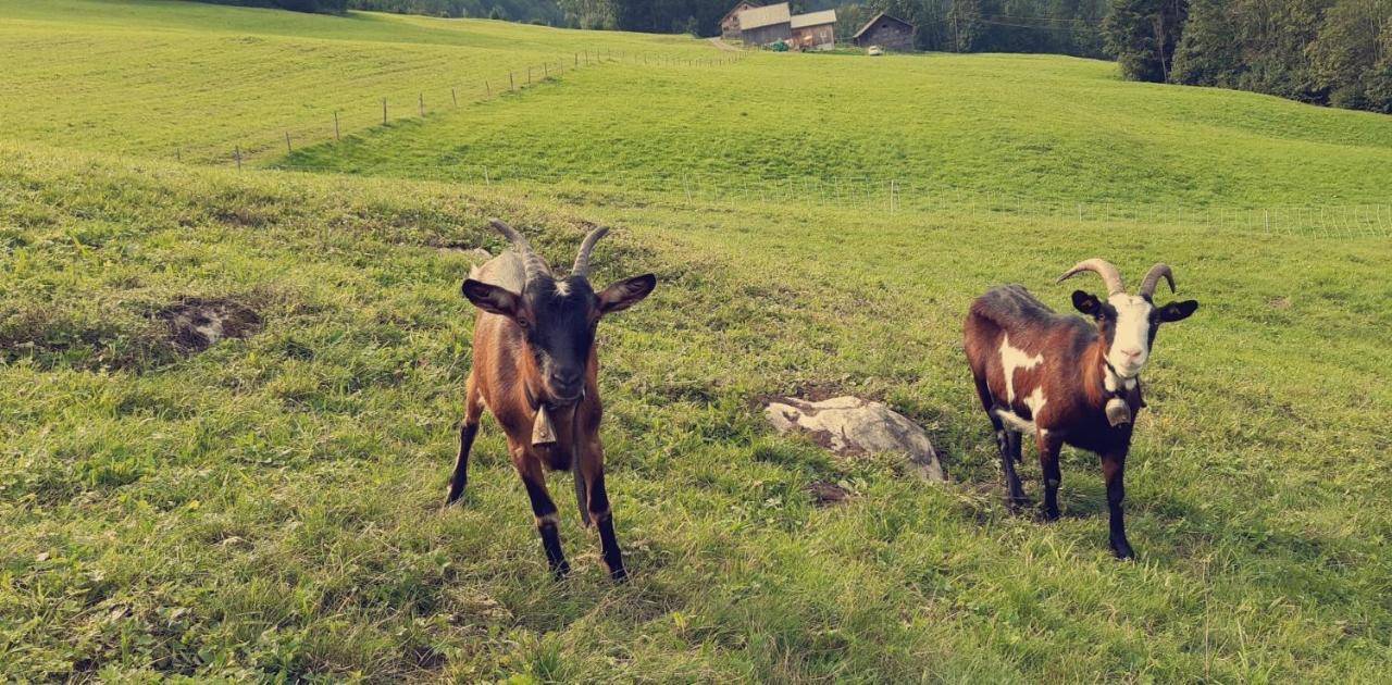 Bauernhof Farnach Daire Andelsbuch Dış mekan fotoğraf